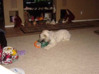 image of soft_coated_wheaten_terrier #28