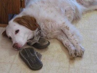 image of brittany_spaniel