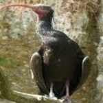 image of northern_bald_ibis #4