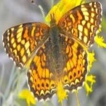 image of animal