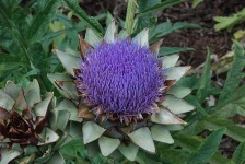 image of artichoke