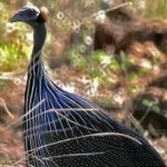 image of bird