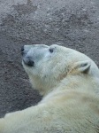 image of ice_bear