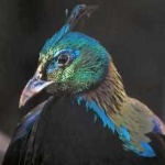 image of bird