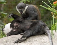image of guenon