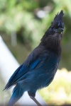 image of animal