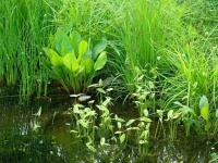 image of wetland
