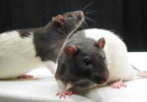 image of rat #55