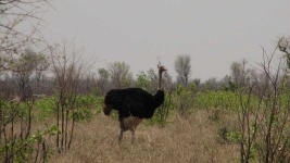 image of ostrich