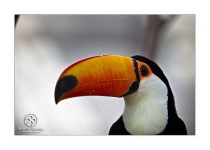 image of toucan