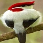 image of bird
