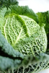 image of cabbage #9