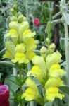 image of flower