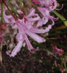 image of flower