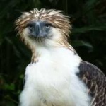 image of bird
