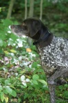 image of animal