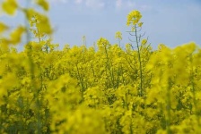 image of rapeseed
