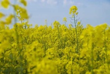 image of rapeseed #28