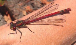 image of damselfly