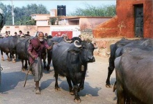 image of water_buffalo