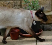 image of siamese_cat #27