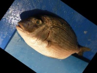 image of red_sea_bream #4