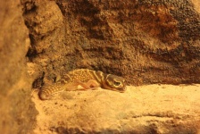 image of animal