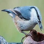 image of crested_nuthatch #23