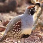 image of bird