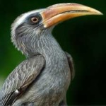 image of bird