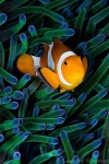 image of anemone_fish