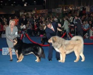 image of tibetan_mastiff #13