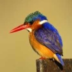 image of bird
