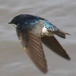 image of bird