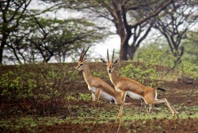 image of animal