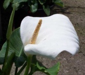 image of flower