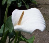 image of giant_white_arum_lily #21