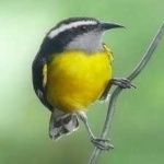 image of bananaquit #20