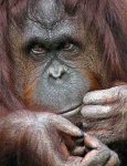 image of gibbon