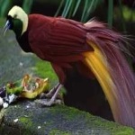 image of bird