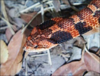 image of hognose_snake