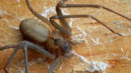 image of animal