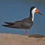 image of bird