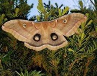 image of moth #4