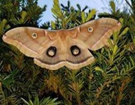 image of animal