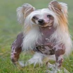image of animal