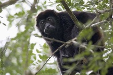 image of titi