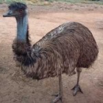 image of emu #12