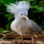 image of bird