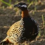 image of bird